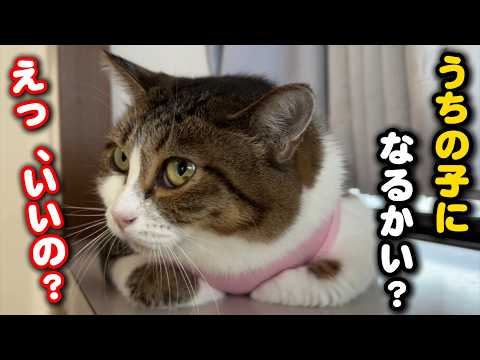 手術を終えた母猫について大切なお話があります