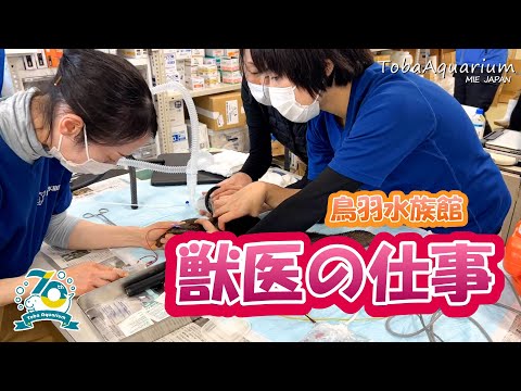 《鳥羽水族館 開館70周年記念動画》水族館獣医師の仕事を紹介！ サムネイル