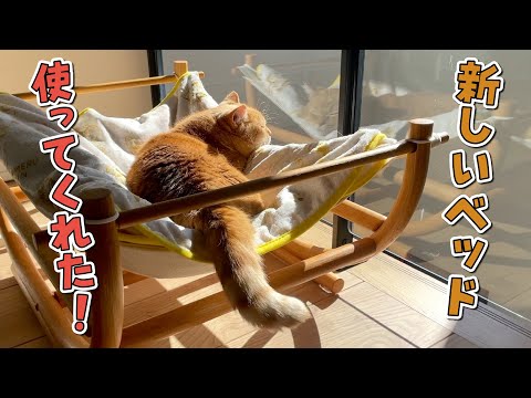 お日様とママのことが大好きな愛猫のお昼寝事情が可愛すぎる！ サムネイル