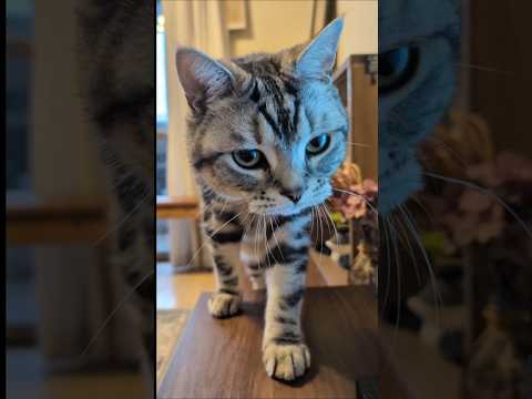 アメショーのラッテ アメショ アメリカンショートヘア 猫と暮らす家＃猫との暮らし猫 サムネイル