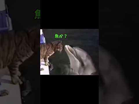 ゲキカワ猫☆集合♥