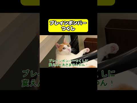 話題のニャンチューバーつくしが関西弁でおしゃべり！最新のかわいい動画を楽しもう サムネイル