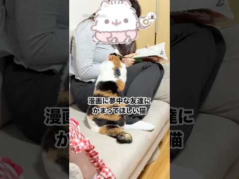 漫画に夢中な友達にかまってほしい猫｜PECO サムネイル