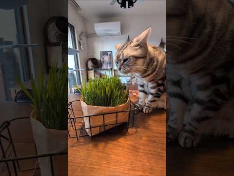 アメショーのラッテ アメショ アメリカンショートヘア 猫と暮らす家＃猫との暮らし猫 サムネイル