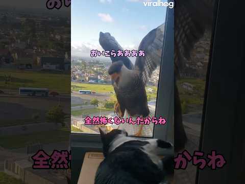 猫にメロメロです😇 猫 cat cats cute サムネイル