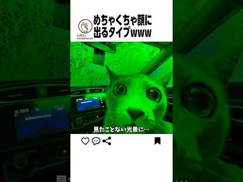 猫さん初体験で大困惑www サムネイル