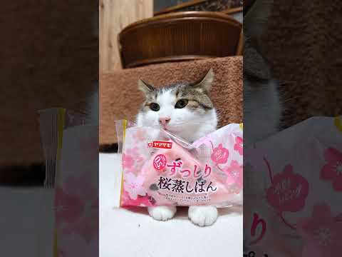 ずっしり桜蒸しぱん　260329　＃の背猫　 cat　 cute  ねこ　 猫のいる暮らし　 kitty　 kitte… サムネイル