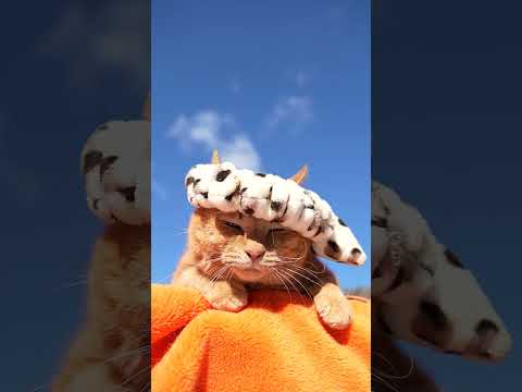 ヘアバンド　260109　のせ猫　 cat cute ねこ　 ネコ　　 猫のいる暮らし　 ヘアバンド　 cutecat… サムネイル
