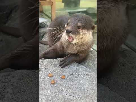《鳥羽水族館》yummy🤤　鳥羽水族館 aquarium animals コツメカワウソotter サムネイル
