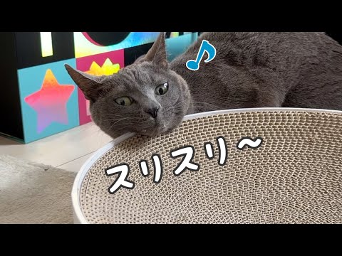 ストレス溜まりがちな猫たちにまたたび使ってみたら…！ サムネイル