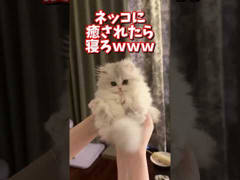ネッコの動画で癒されたら寝ろｗｗｗ　2ch  動物  猫 癒やし ねこ動画 サムネイル