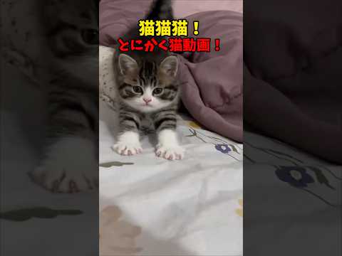 猫だらけ〜🐈 猫 cat cats cute サムネイル