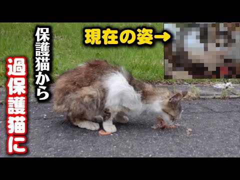 山に捨てられ瀕死の猫…今では保護猫から過保護猫になりました サムネイル