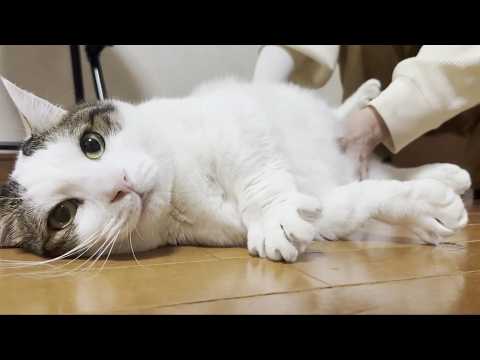 「俺は歩かん」断固反対を貫く太猫 サムネイル