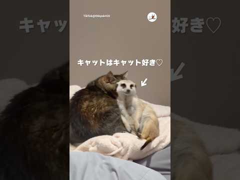 キャットとキャットの距離感｜PECO サムネイル
