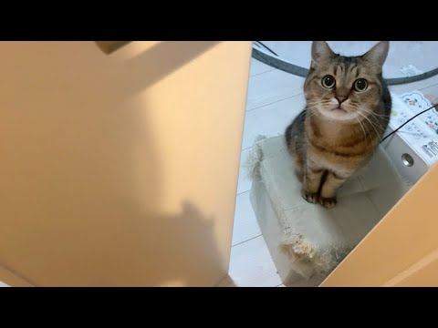 【悲報】置いてけぼりにされてしまう前のうちの猫が可哀想だけど可愛い…