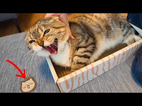 愛する猫たちと外出先でも一緒に居ようとした結果🤣🤣🤣
