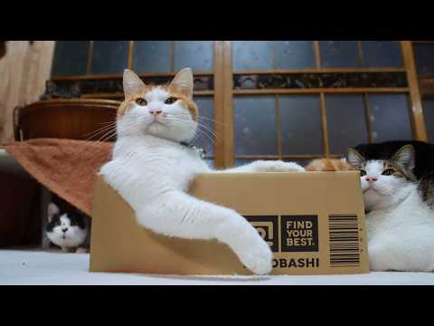 YODOBASHIの箱のちろとクロのかかか　260513 サムネイル