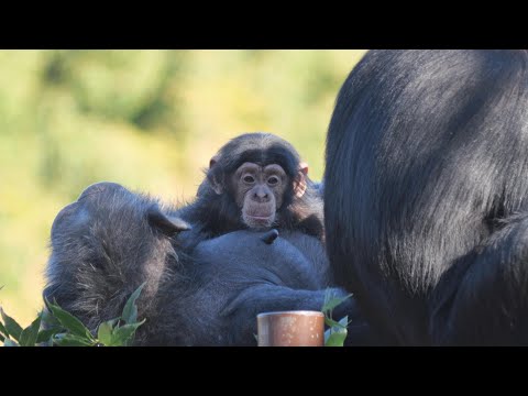 ルイとフブキは少年期、悪さしていただけど、とても思いやりのあるチンパンジーに成長した🙂‍↕️　のんほいパーク　チンパン… サムネイル