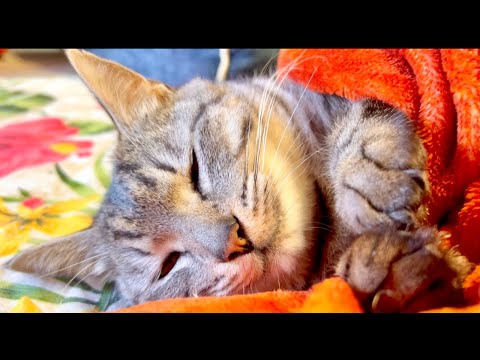 99%が5分で眠くなる｜猫×水の音ASMR Deep Relax ASMR｜Cat Purring & Wooden… サムネイル