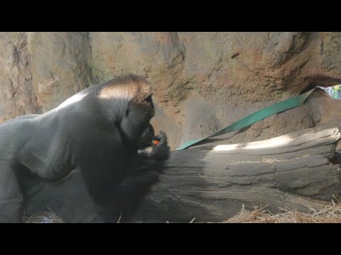 柿だ！ハオコだ！　上野動物園　ゴリラ　202512 サムネイル