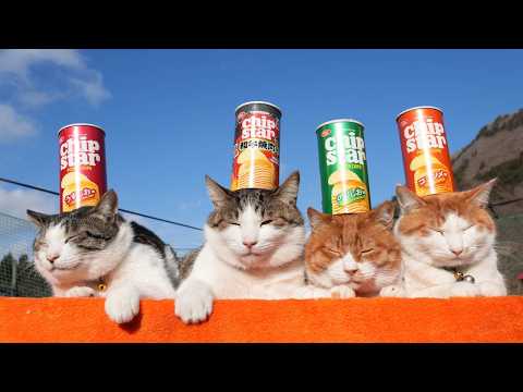 チップスター　のせ猫　260325 サムネイル