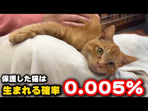 出生率20000分の1奇跡の猫を保護しました サムネイル
