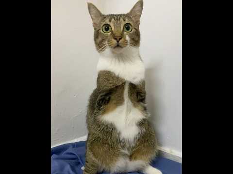 話題の癒しスポット！猫と恐竜が共演する神回