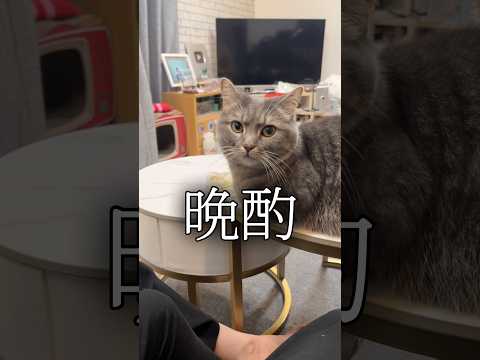晩酌しようとしたら猫たちがやって来て...shorts 猫 猫好きさんと繋がりたい サムネイル