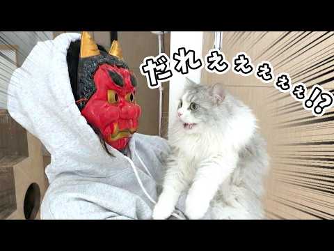 部屋に入ってきたママの顔が鬼になっていたときの子猫の反応がすごかったw サムネイル