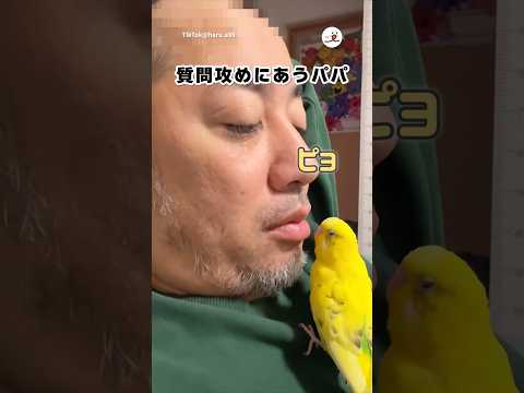 鳥ってしていい？🦜｜PECO サムネイル