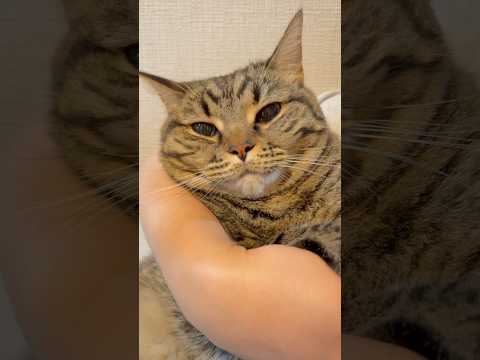 【天使】我が家のもふもふ猫たちが可愛すぎる...www cat 猫