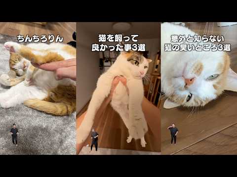 猫飼ってる人にしかワカラナイ６連発 サムネイル