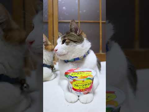 フルーツサラダヨーグルト　260325　のせ猫　 cat　 猫のいる暮らし　 cute　 ねこ　　 ネコ　 猫のいる生… サムネイル