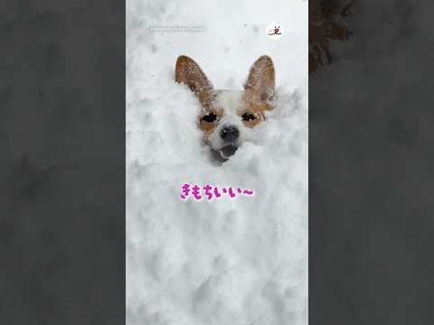スタックするほど雪が好き｜PECO サムネイル