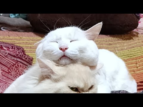 しらたまがライブ配信中！　2026年4月15日 サムネイル