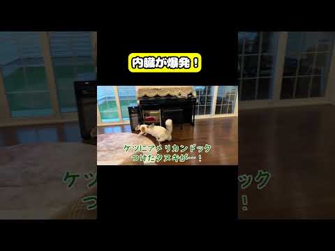 内臓が爆発！　猫 おもしろ アテレコ ニャンチューバーつくし サムネイル