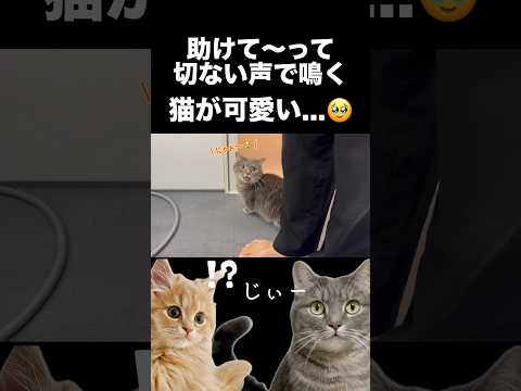 猫の「助けて」が切なすぎた🥹shorts 猫 猫のいる暮らし