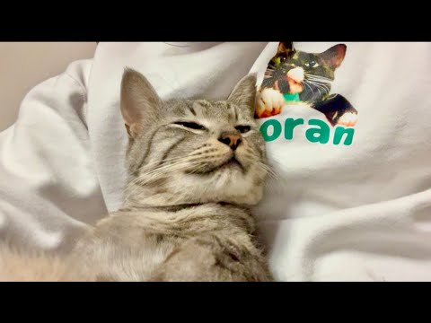 99% Will Get Sleepy in 5 Minutes | Relaxing Cat & Water woo… サムネイル