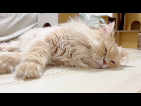 【悲しいご報告】飼い主の管理不足でした。 サムネイル