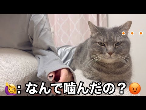 足を噛んで怒られた猫の反応が、人間すぎた... サムネイル