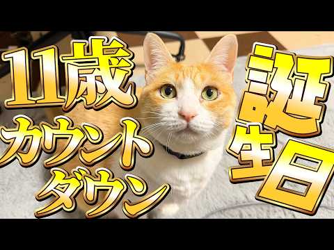 【🐈＜㊗️】ロビンさん11歳の誕生日カウントダウン生配信！！ サムネイル