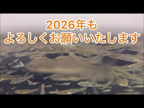 明けましておめでとうございます！ サムネイル