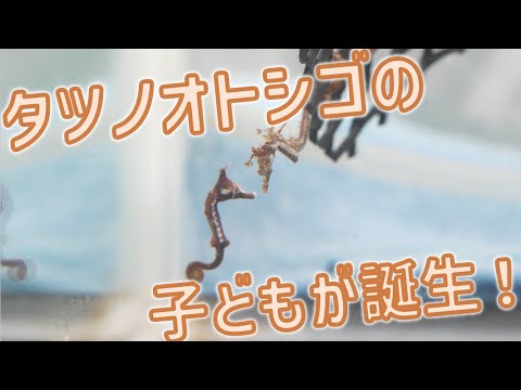 話題のタツノオトシゴ誕生！オスの育て方を追う