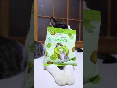 ぷよむにキウイグミ mofusand 　260406　のせ猫　 cat　 猫のいる暮らし　 cute  ねこ　 kit… サムネイル
