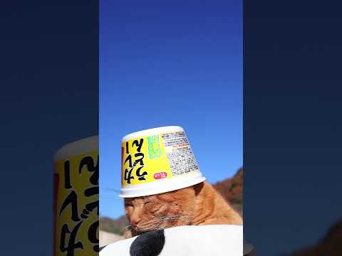 話題のビックカレーうどんと猫たちの癒し動画