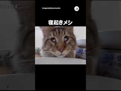 ご飯まで0秒｜PECO