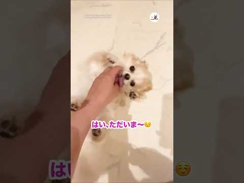 💁‍♀️「どうぞこちらに〜」｜PECO サムネイル
