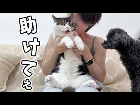 遊びに来た酔っ払いの妹に絡まれてやりたい放題にされちゃった猫w サムネイル