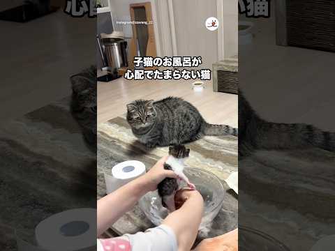 子猫のお風呂が心配でたまらない猫｜PECO サムネイル